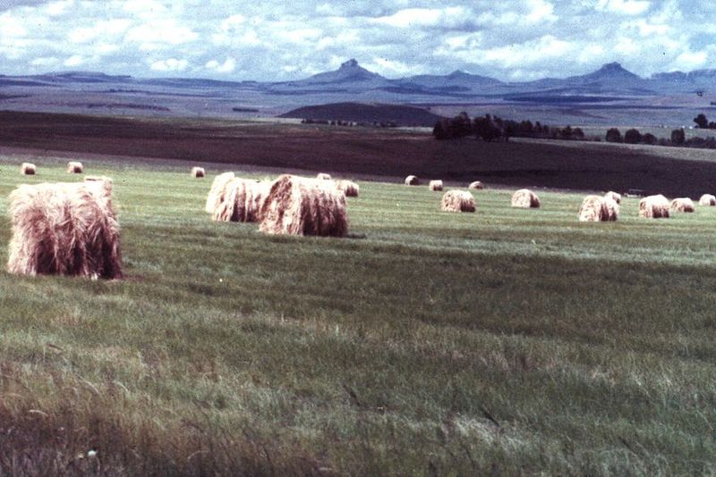 Blacks once worked the Transvaal farms. Now, with round bales and other kinds of mechanized production, workers are hardly needed at all.