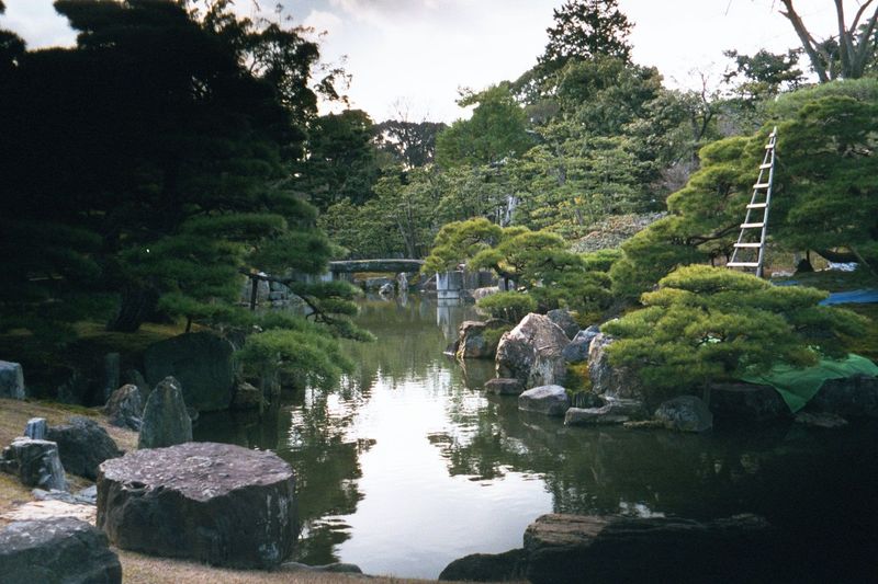 The palace garden is a paradise garden, with stones given as gifts to the shoguns. The trees are a recent addition, because falling leaves i