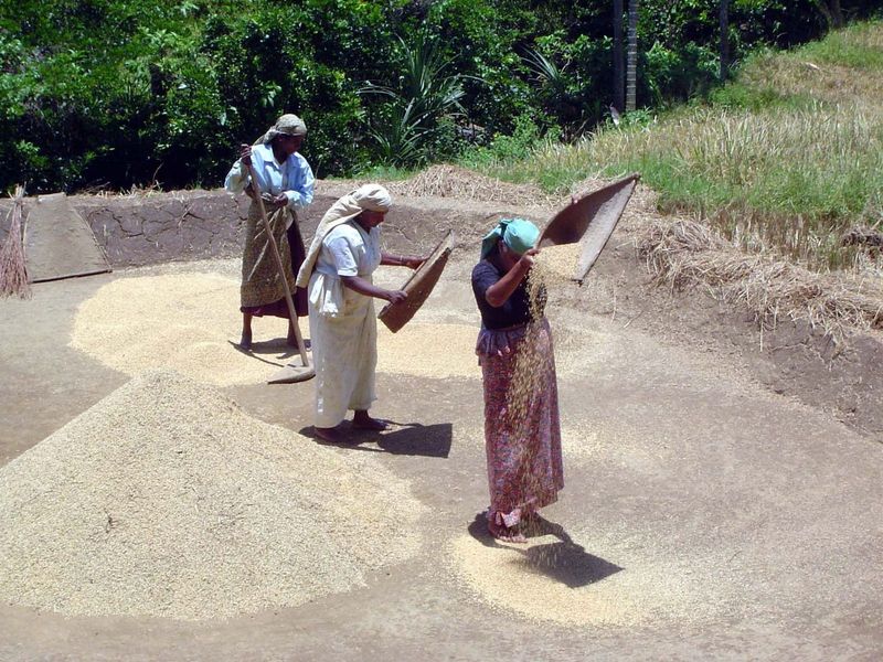 The harvest occurs at different dates in different parts of the valley. Here, women winnow unhusked paddy.