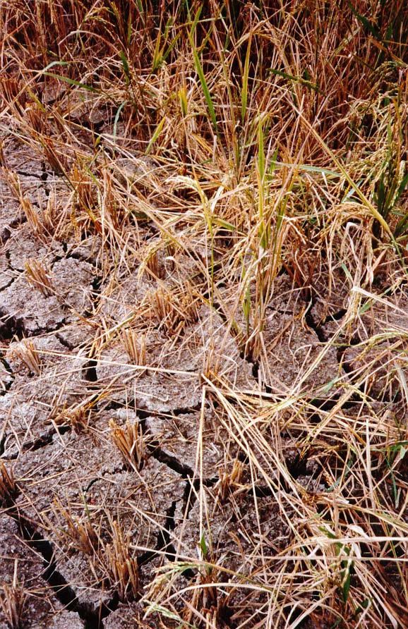 Later on, the field will be drained and the rice cut to reveal the transplanted clusters.