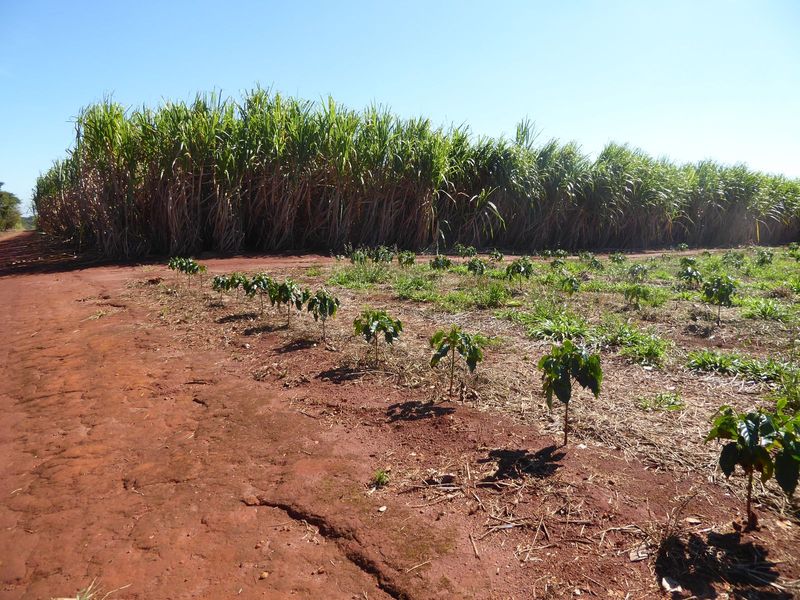 Do you doubt that coffee can grow next to sugarcane? Well, doubt no more. We're on the outskirts of Altinopolis.