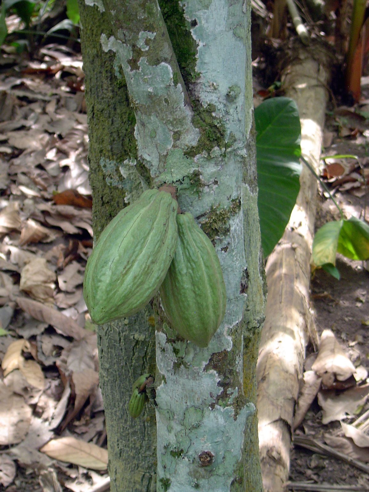 Pods.