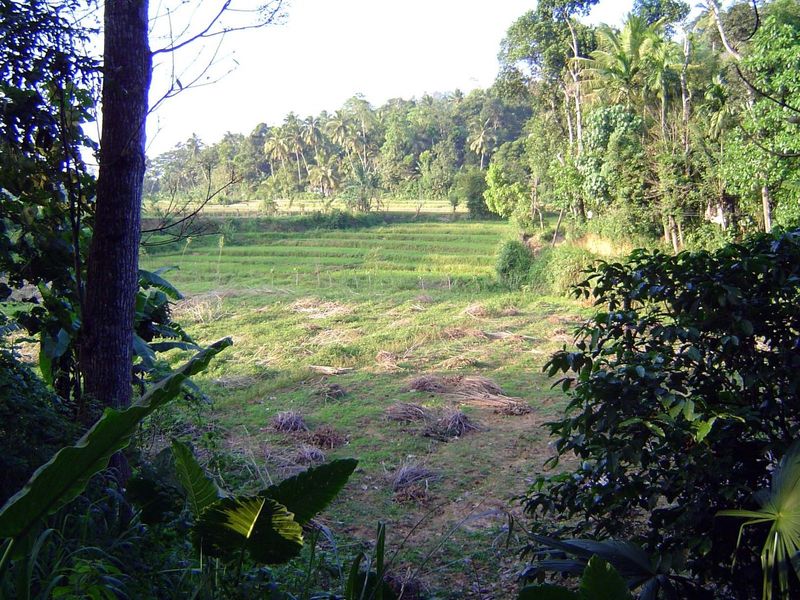Behind the cassava sticks and the paddy fields, you can make out the horizontal line of an irrigation canal.