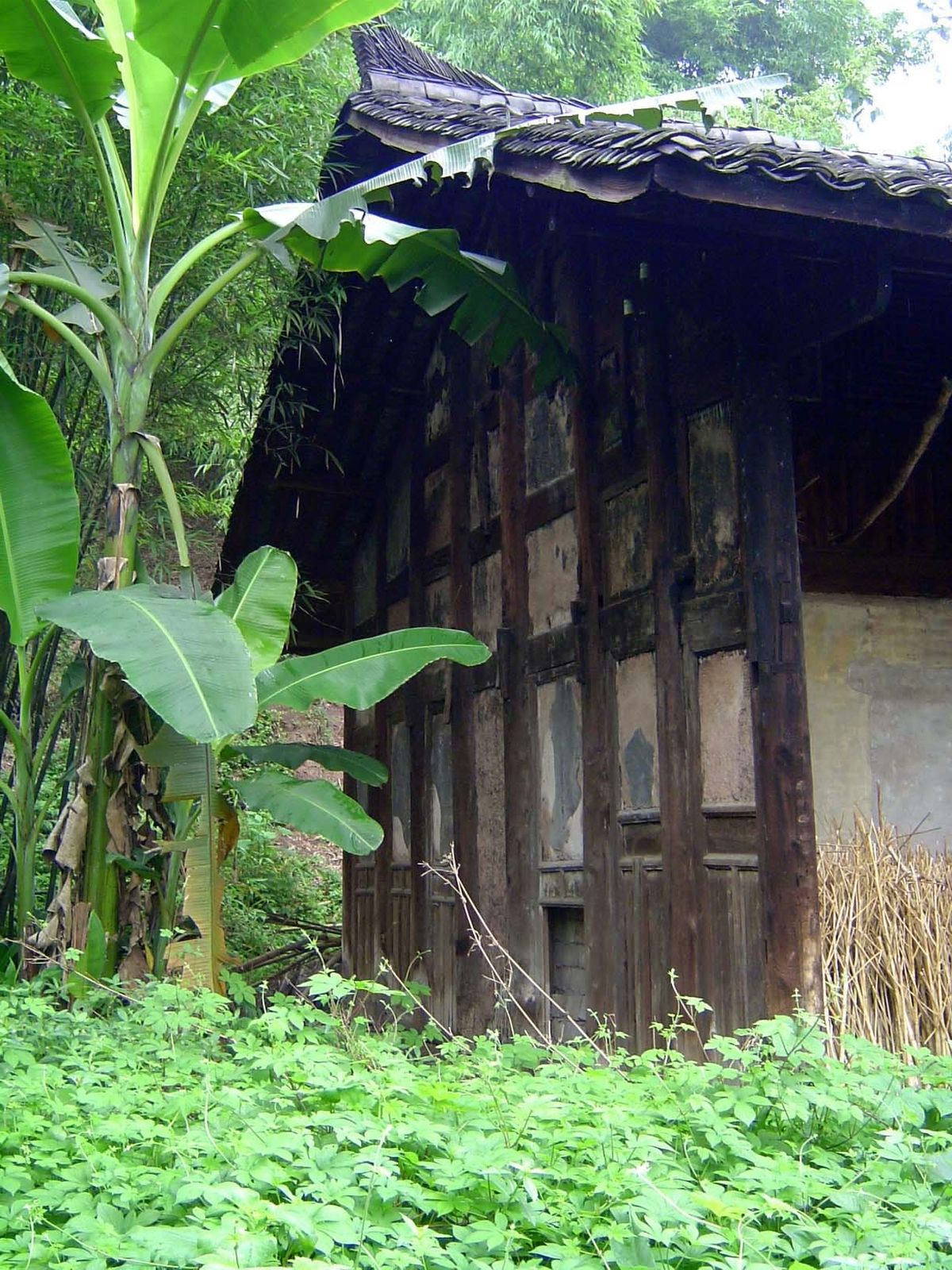A banana plant next to the massive framing of an old house.