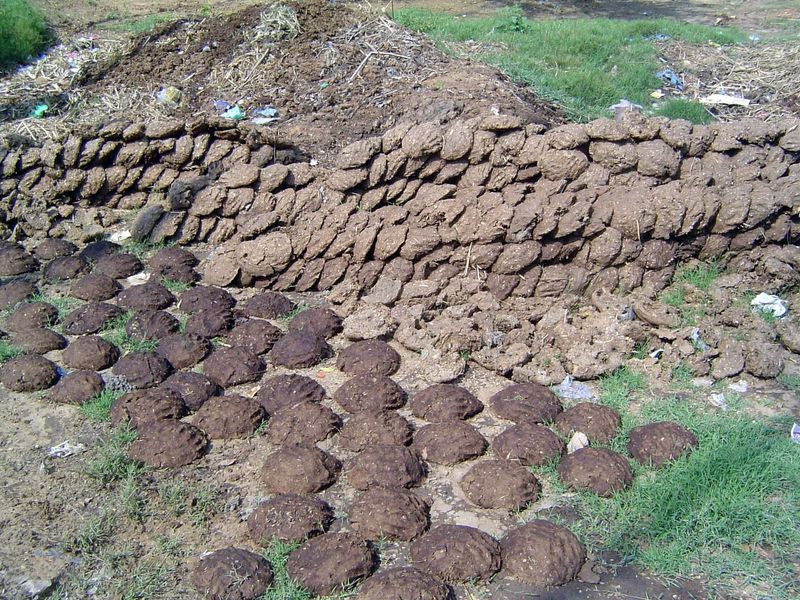 The first step is forming and drying the cakes. They burn slowly and so are a very desirable domestic fuel, even though experts keen on usin