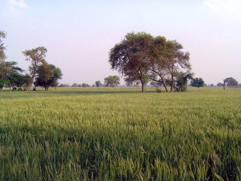 Maturing wheat in a landscape that seems, for lack of machines, timeless.
