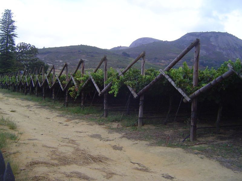 Another view of the same trellises, with Paarl Mountain behind.