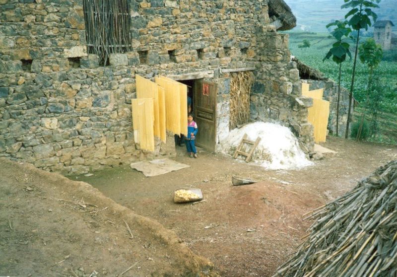 Drying noodles, with tobacco-drying barn in the background.