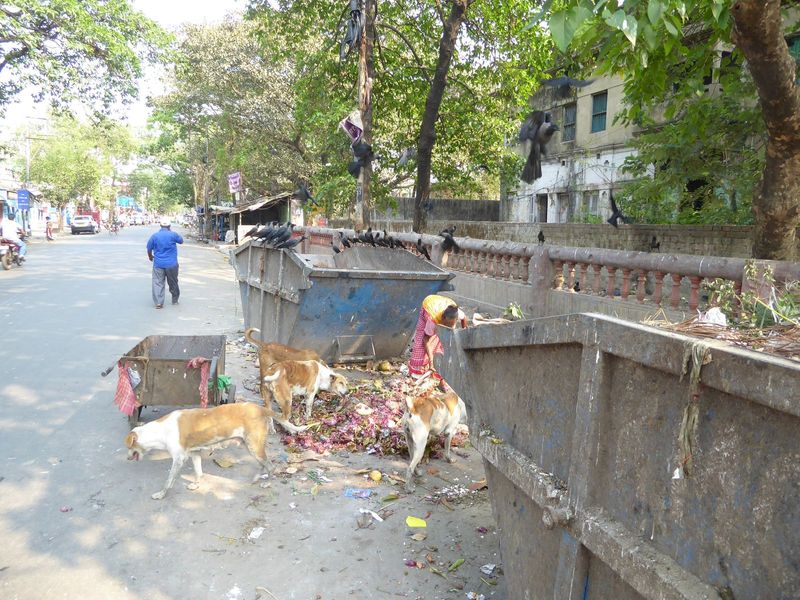 Back on Narkeldanga, there's value in trash. The dogs know it. The crows know it. The hardworking woman knows it.