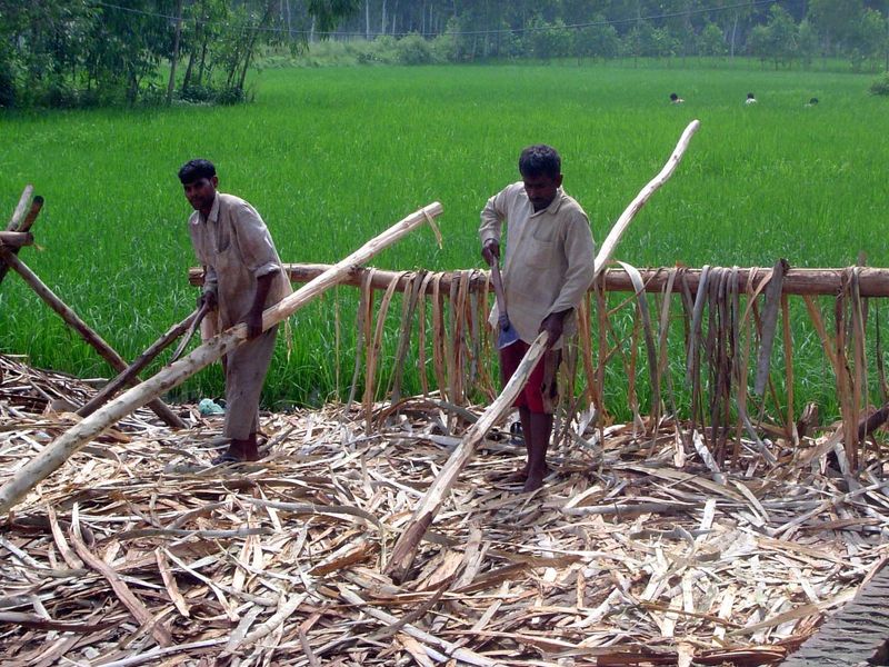 Bark peelers.