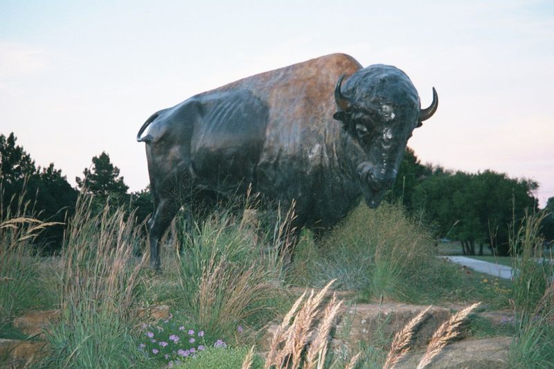 Icon in the making? Maybe. This bronze bison stands outside Norman's new museum of natural history, built to house the university's truly re