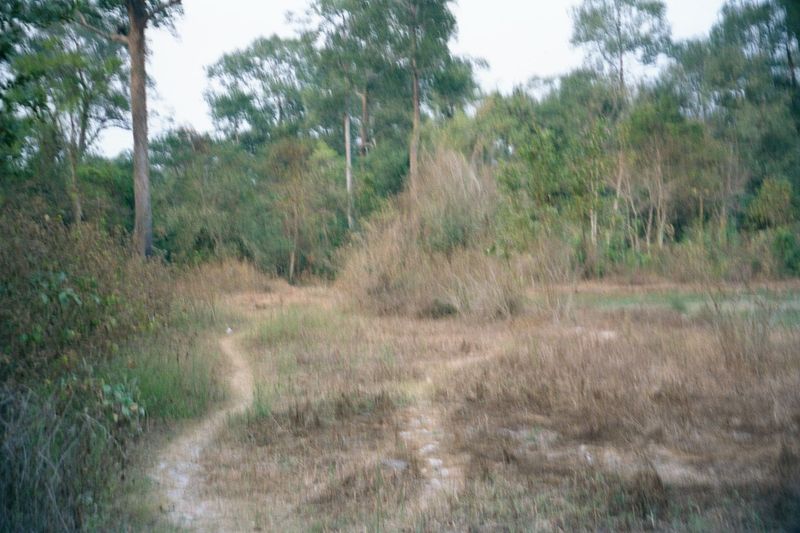 Some of the forest within the city has been cleared for fields; here, the edge of a field near the southwest corner.