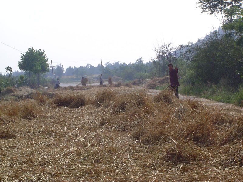 Traffic is impeded, and drivers complain, but the farmers persist.