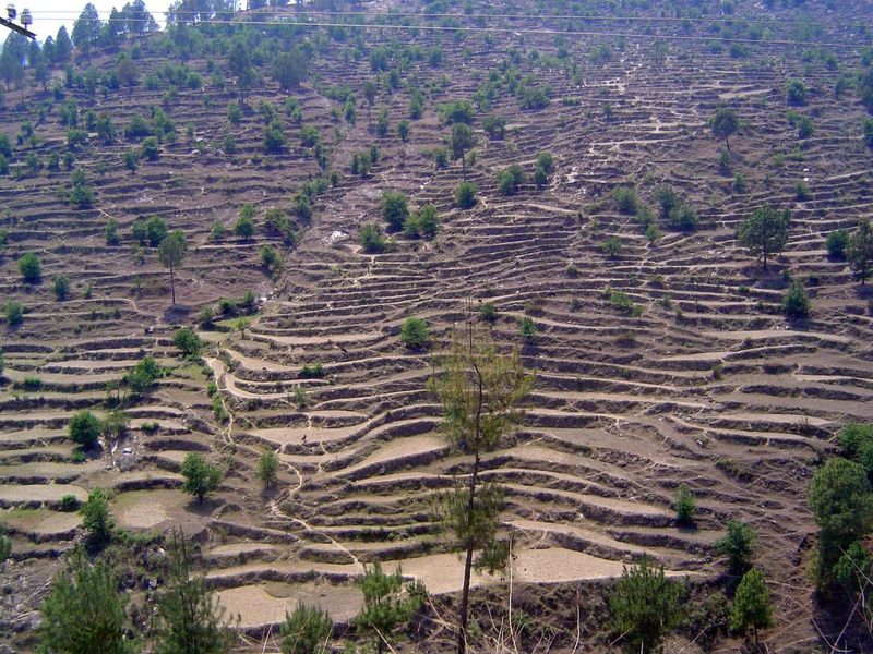 The terracing in these hills is mostly wheat and rice grown without irrigation during the monsoon.