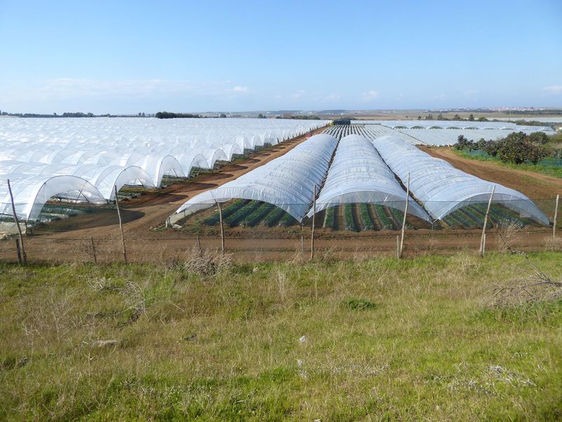 The road passes many plastic greenhouses, busy in January with vegetables for Europe.