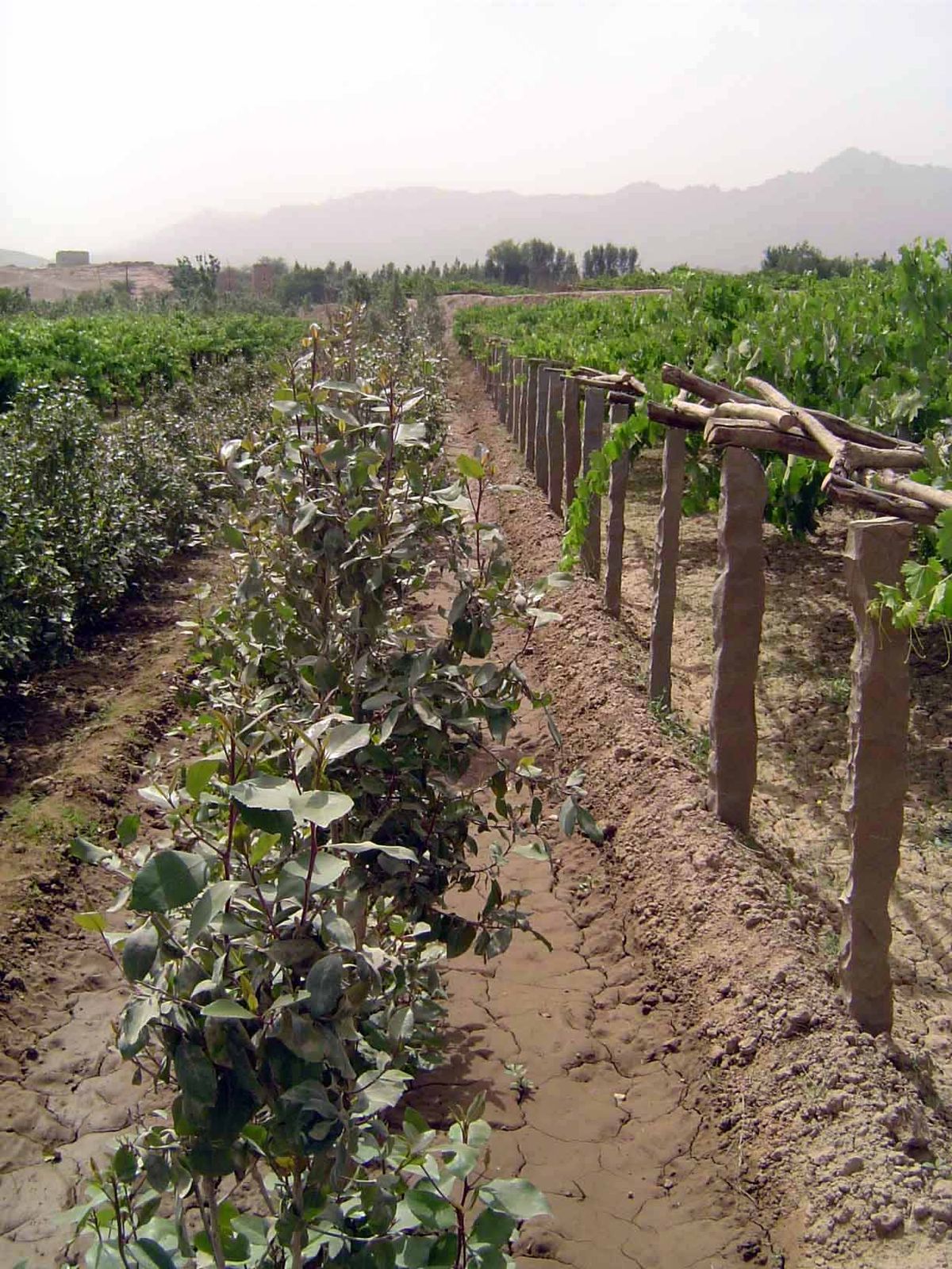 Qat, the local equivalent of caffeinated chewing gum.
