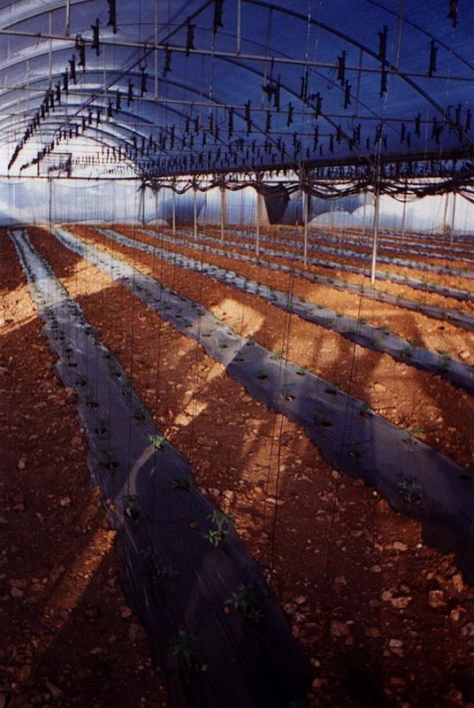 The previous picture was taken in Halhul, north of Hebron. So was this one, showing greenhouse tomatoes. The competition comes from the Jord