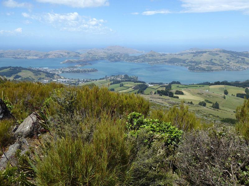 Here's the long harbor, opening to the left, and the peninsula. Dunedin is beyond the right edge of the image; the town below is Port Chalme