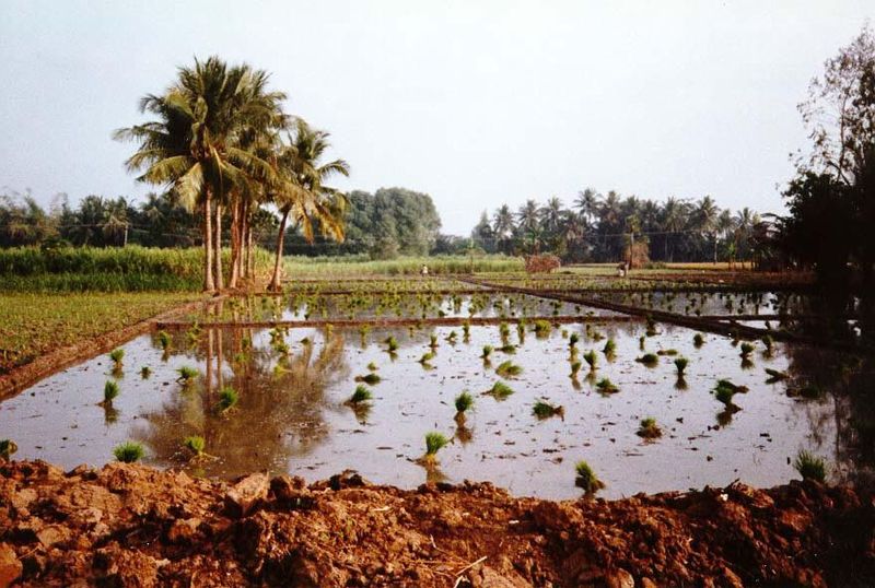 Seedlings are wrapped in handfulls and await transplanting into a well-prepared paddy. Between Hyderabad and Warangal.