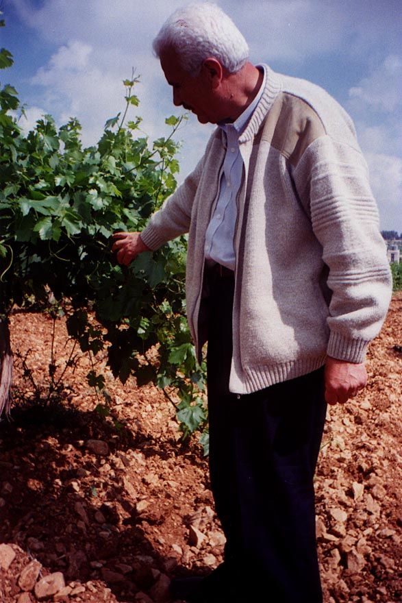 A proud owner. The soil is unbelievably rocky, but that is characteristic of the whole area south of Jerusalem.