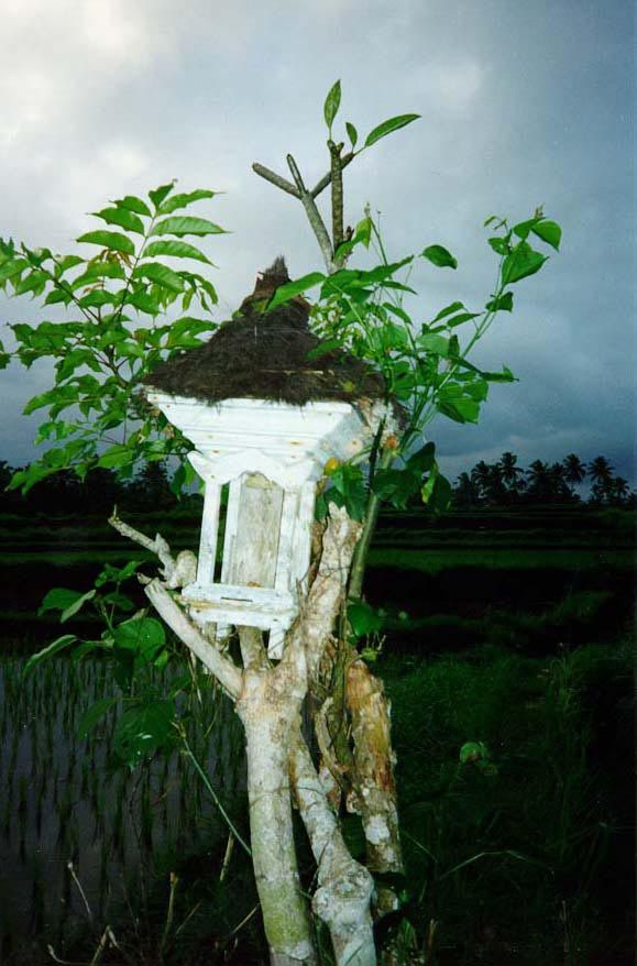 Different offerings are made at different times in the crop cycle, but midway through the growing season an offering called buluyag is made.
