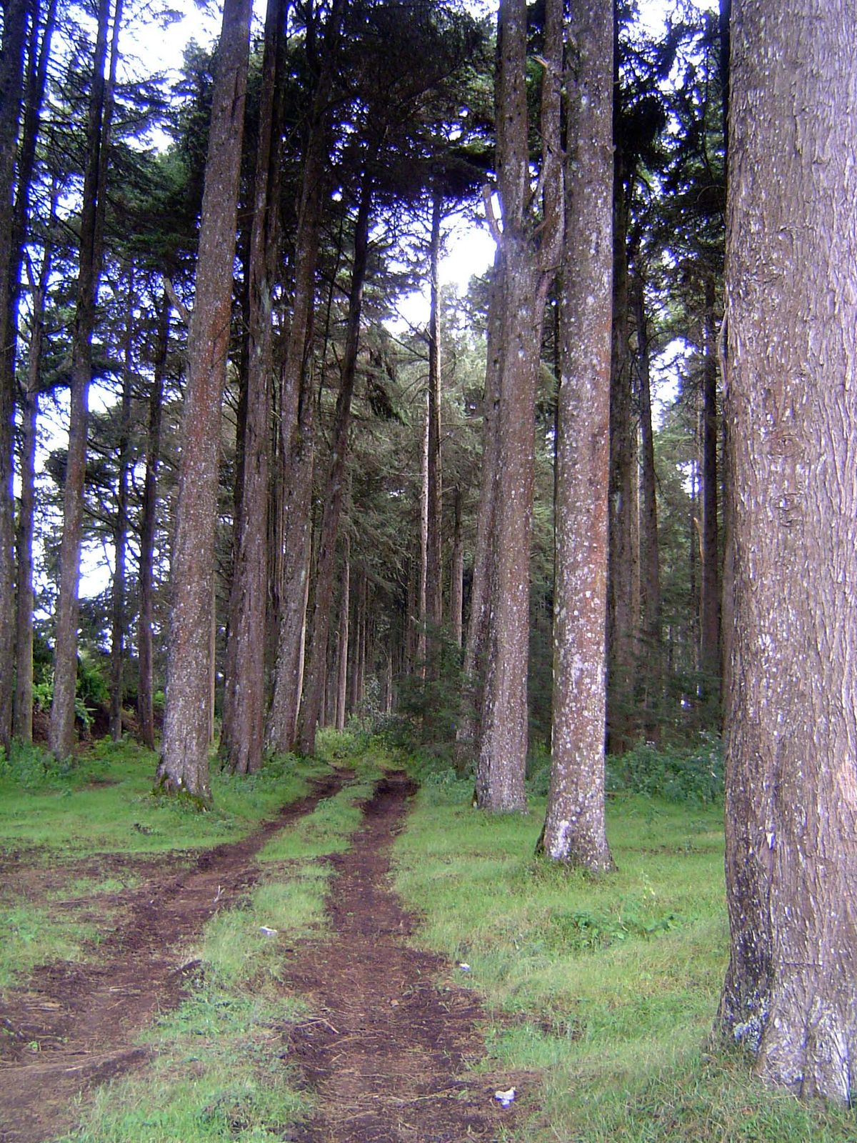 Instead, there's a quiet lane through this softwood plantation.