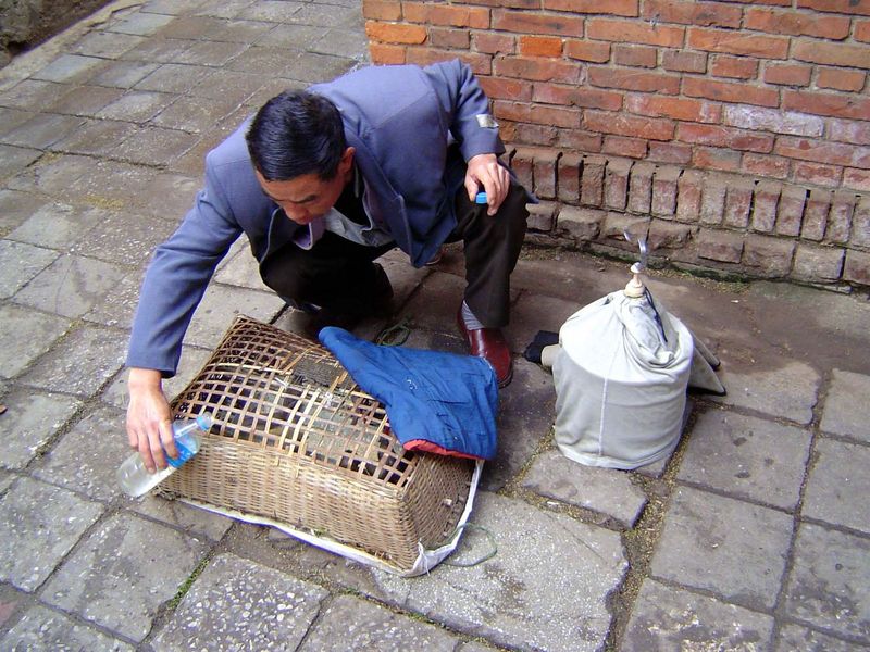 Getting ready to open for business; a moment earlier, he had arrived with his basket, put it down, and removed the blue cover.