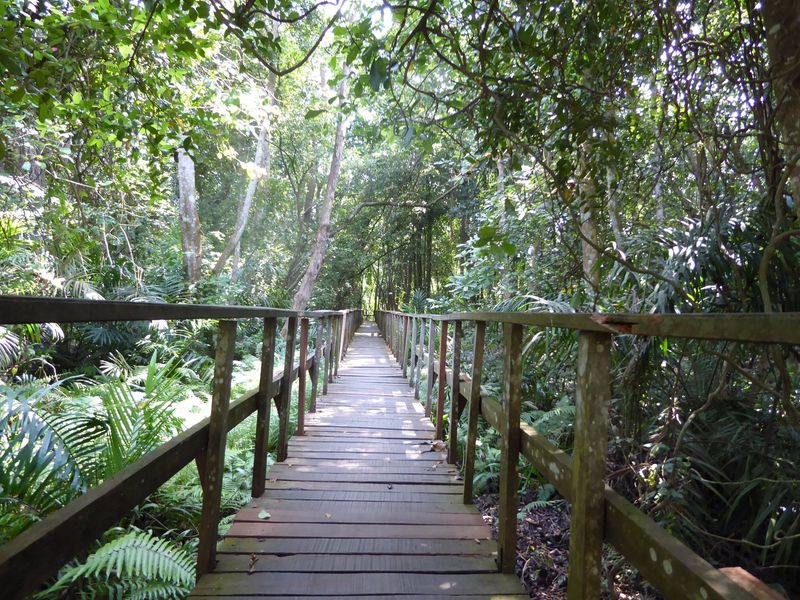 If the British undertook slum clearance from guilt, the oil companies have done their bit by protecting a few acres of rain forest.