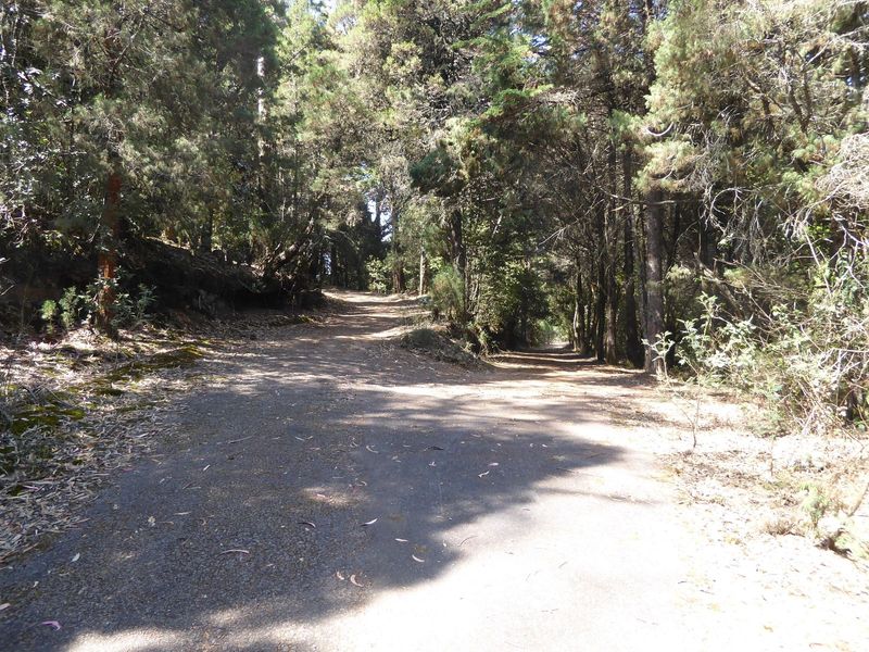 At 8,000, in the hills around Ooty, we're in pine forest. Want to walk? Be careful. Why?