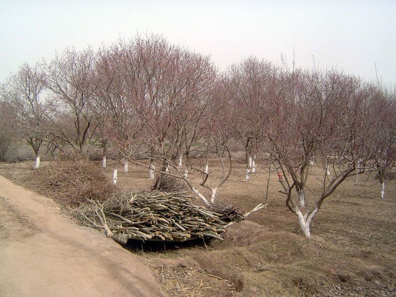 Orchard prunings.