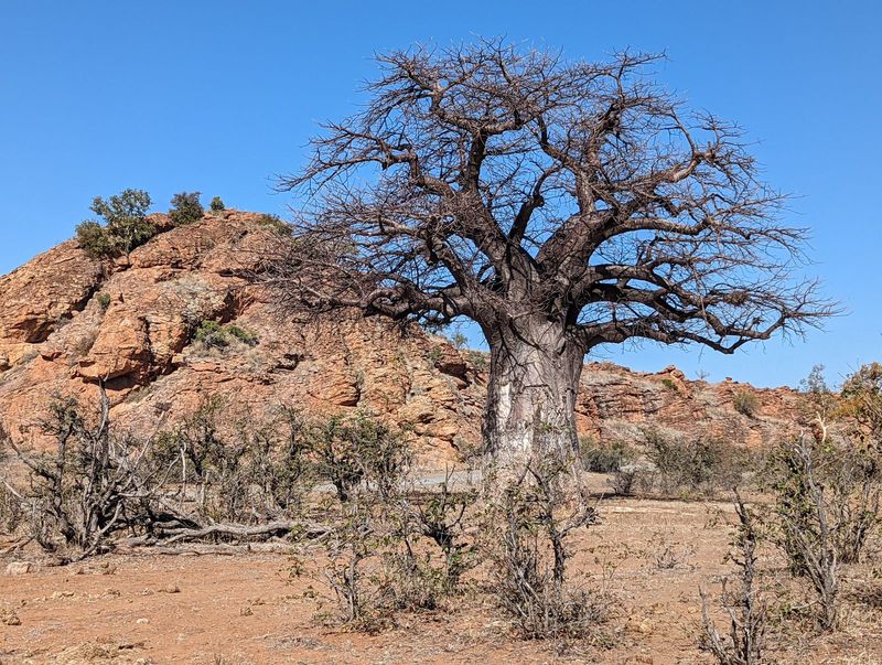 Perhaps this baobab looks faintly threatening, but on the ground it stands sentinel, not surprising for a tree that can live for thousands o