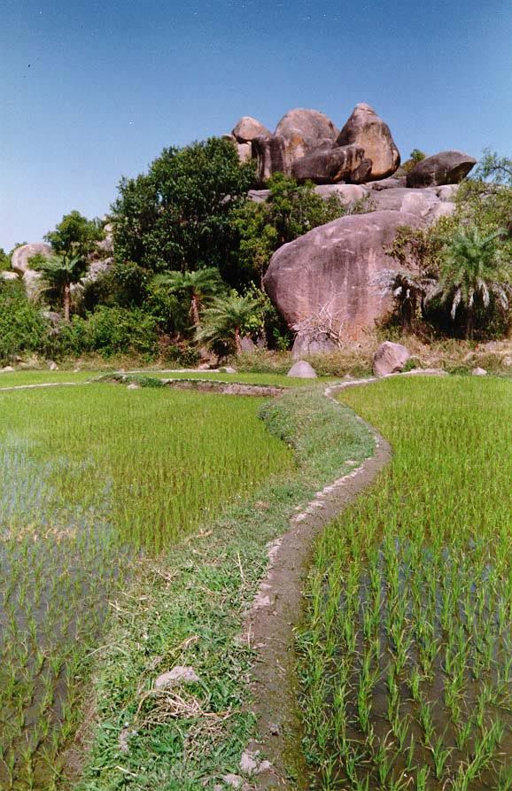 The striking juxtaposition of paddy, palms, and boulders.