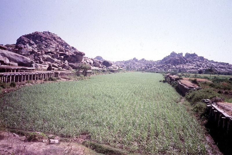 Proof: a sugarcane field in the very same bazaar in front of the Krishna Temple. The photo is from 1981.