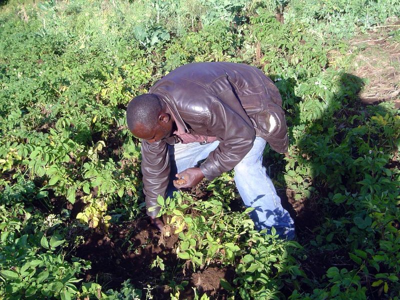 What have we? Potatoes, one of many crops, everything from carrots to trees for timber.