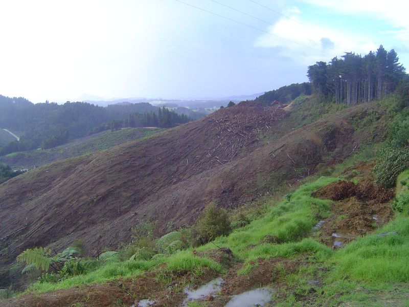 Sometimes ex-forest, though the owners will assure you that a new crop is on the way. Breathe deeply.