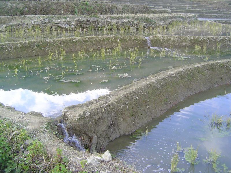 The same water we saw diverted by the new concrete channel is here spilling from level to level. The distant ngeda is in poor shape. Why? We
