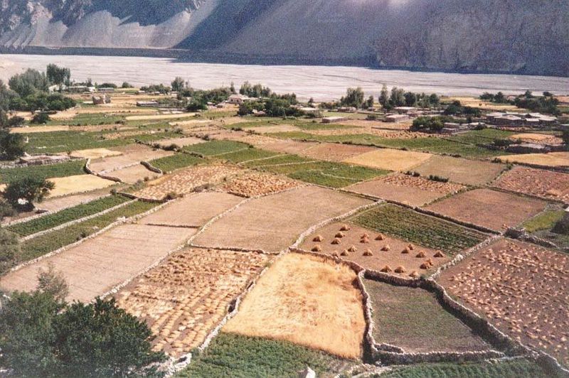 Fields at the village of Pasu. Many farmers have moved on to the tourist trade, but irrigation water continued to flow. It comes not from th