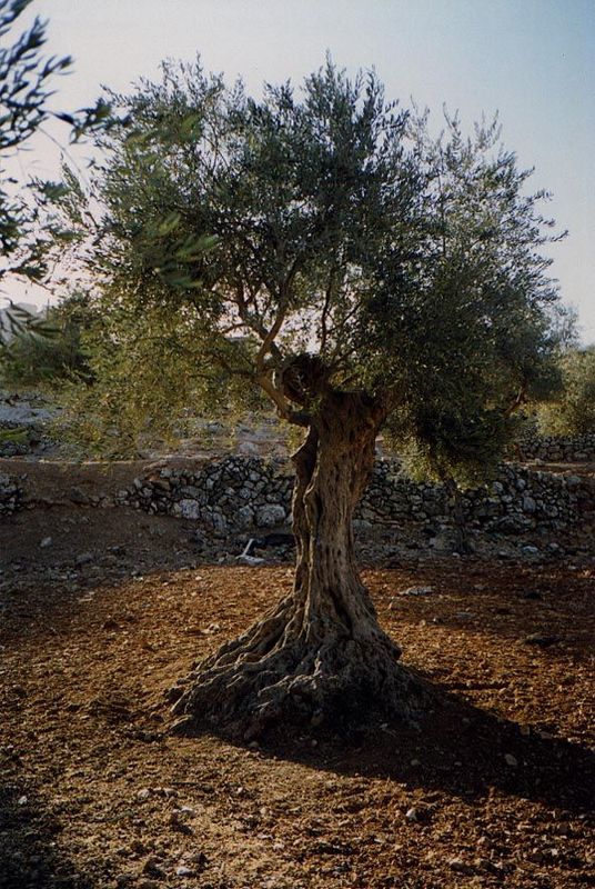 The emblematic crop of the West Bank is the olive, but it doesn't grow well south of Jerusalem, partly because the climate is too dry on the