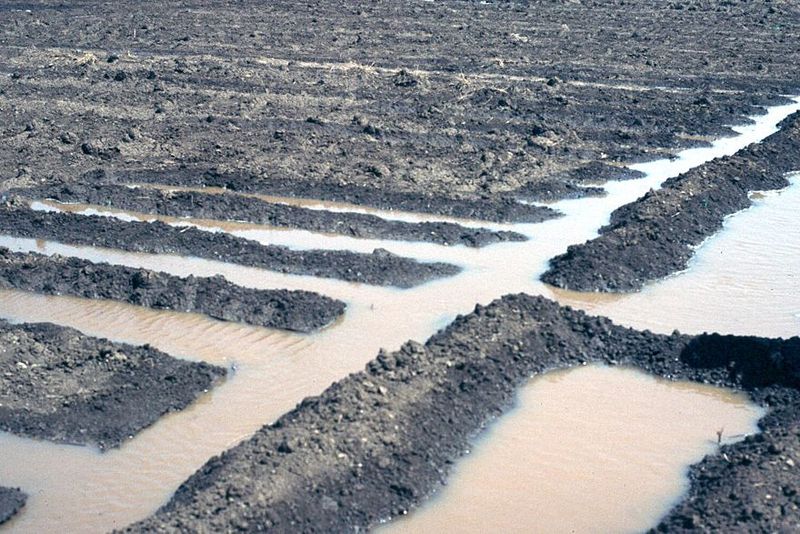 The water sinks deep into the black soil, which when dry cracks into miniature chasms that await the next irrigation.