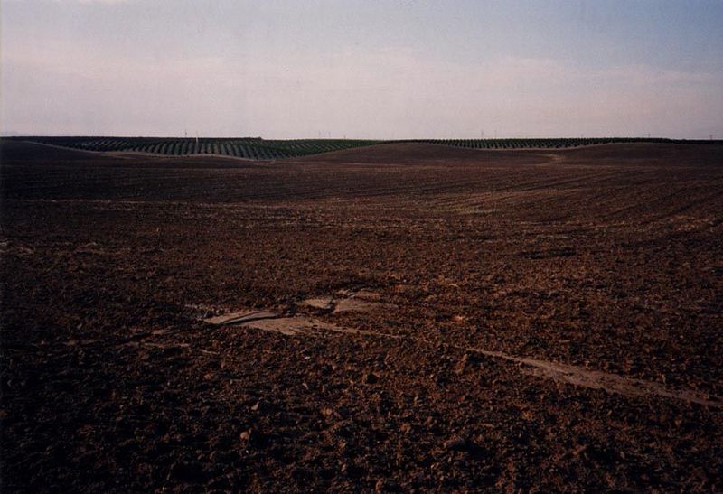 Oranges were planted in groves so immense that from a distance the trees seem like blades of grass. Near Porterville.