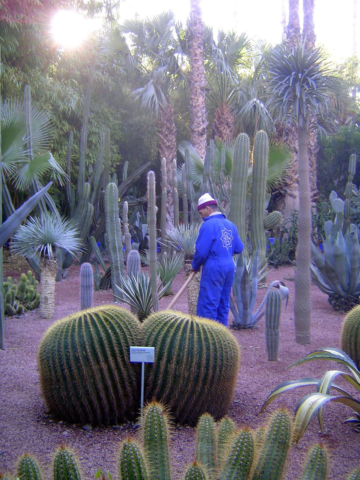 Meticulously maintained cacti.