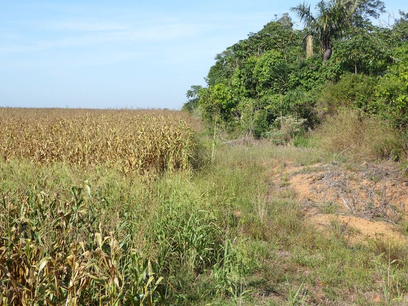 Call the cornfield the "after."