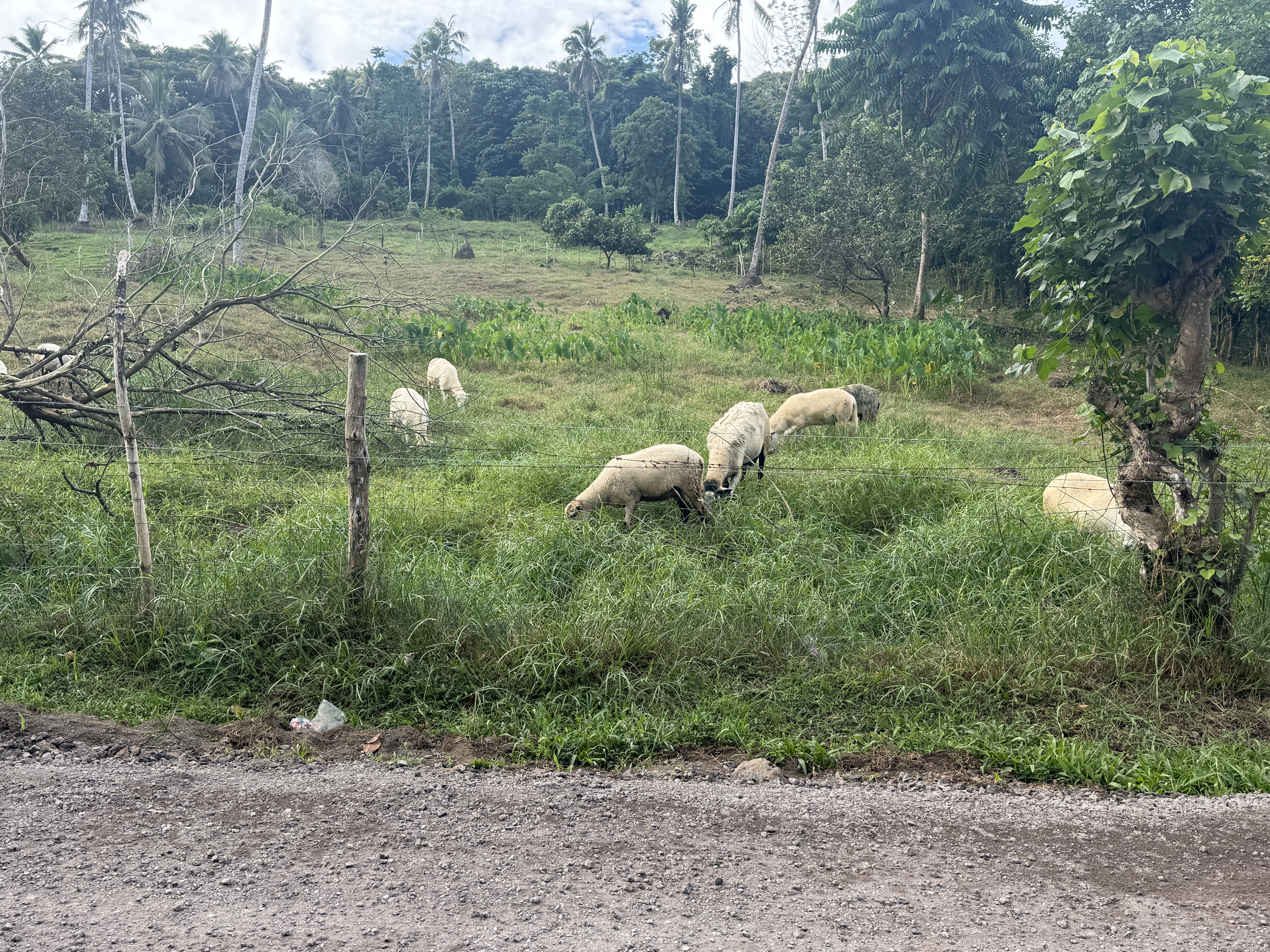 Livestock was part of the plantation program, but mostly it was cattle.