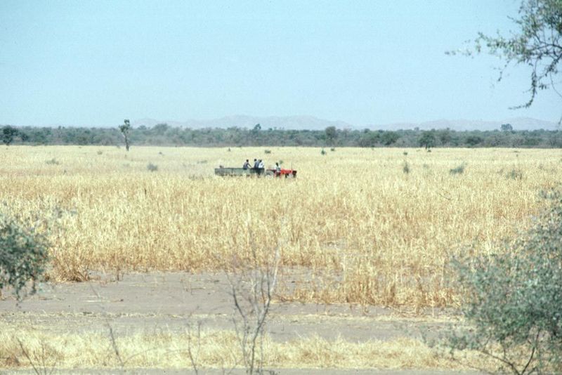 An example of mechanized farming: a huge field on the road between Nyala and Zalingei.