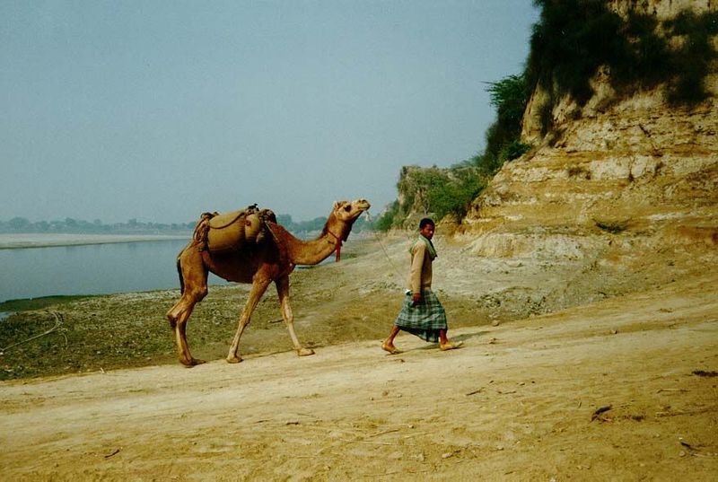 Kipling's Kim walked. Millions continue to do so. This pedestrian had just crossed the Yamuna River at Etawah, downstream from Agra. The riv
