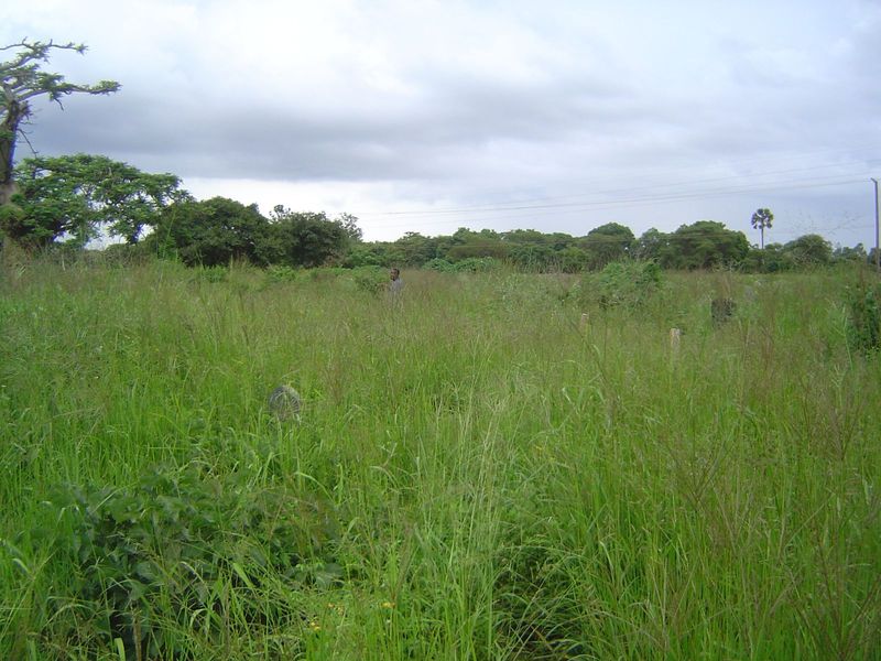 Walk through the tall grass? Oh, come on. This is the city's main cemetery, beyond Leopard's Hill.