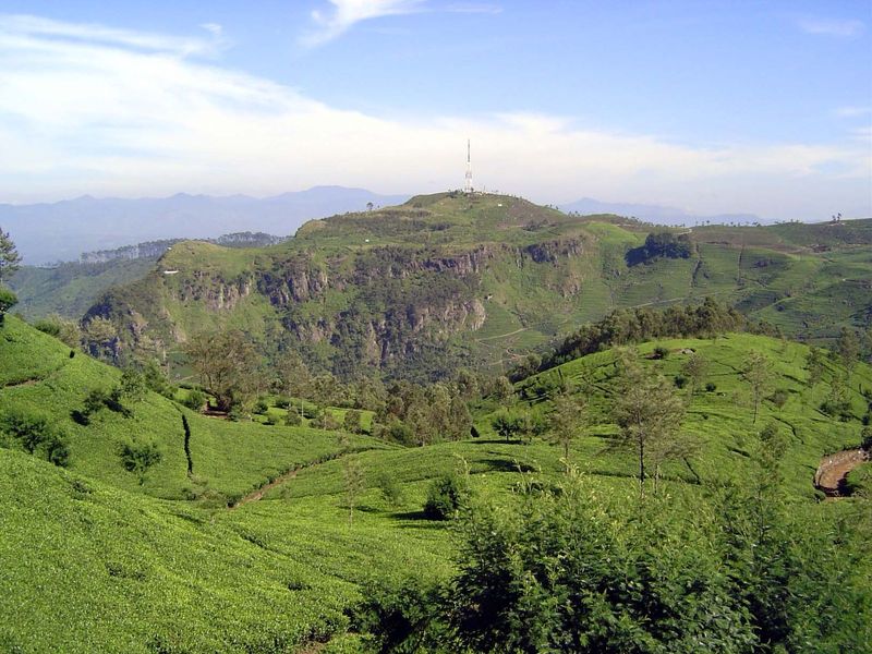 Another perspective, showing the rough ground carpeted by tea plants.