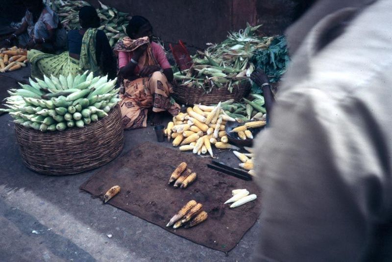 Corn, fresh or roasted as a snack.