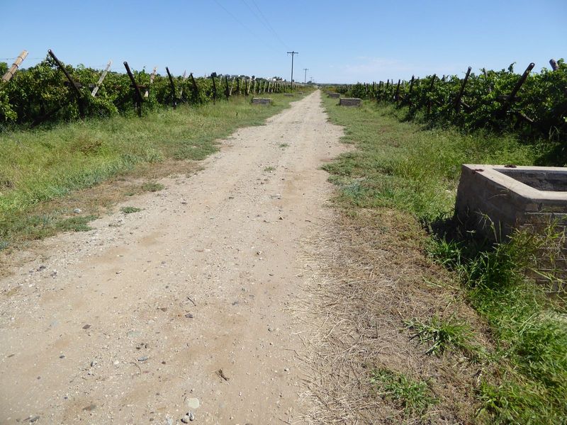 Cannon Island vines.