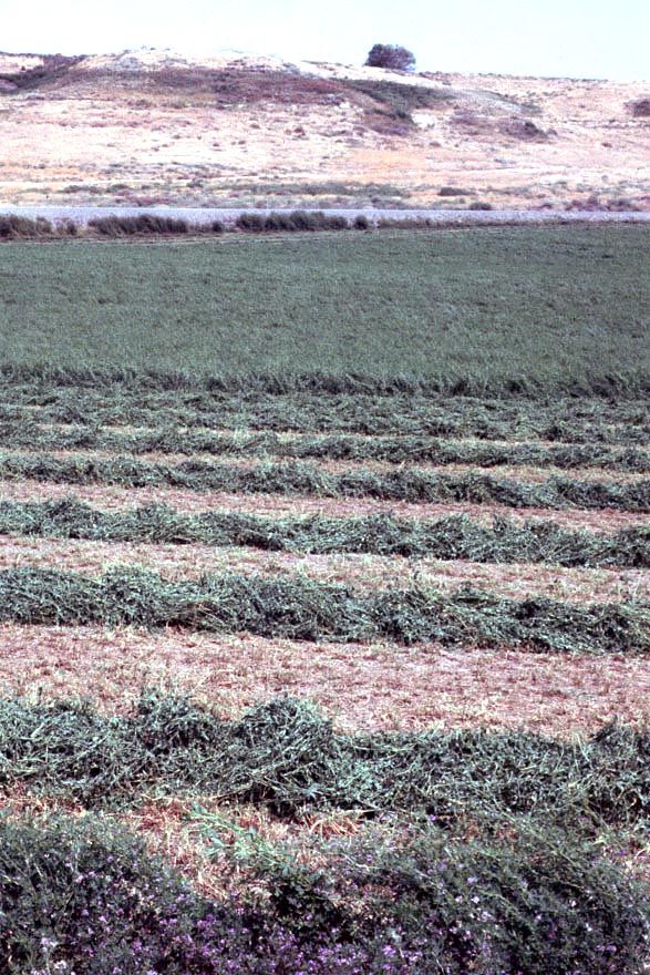 A closer look at a partly cut field. In the background, some rough ground, a reminder of the flood basalts that cover the Columbia Plains.